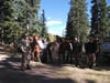 Bringing out two arch bulls 2010